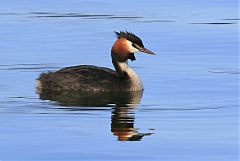 Great Crested Grebe